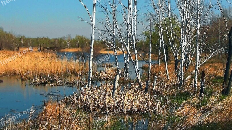 Nature Birch Spring Trees Duct Lake