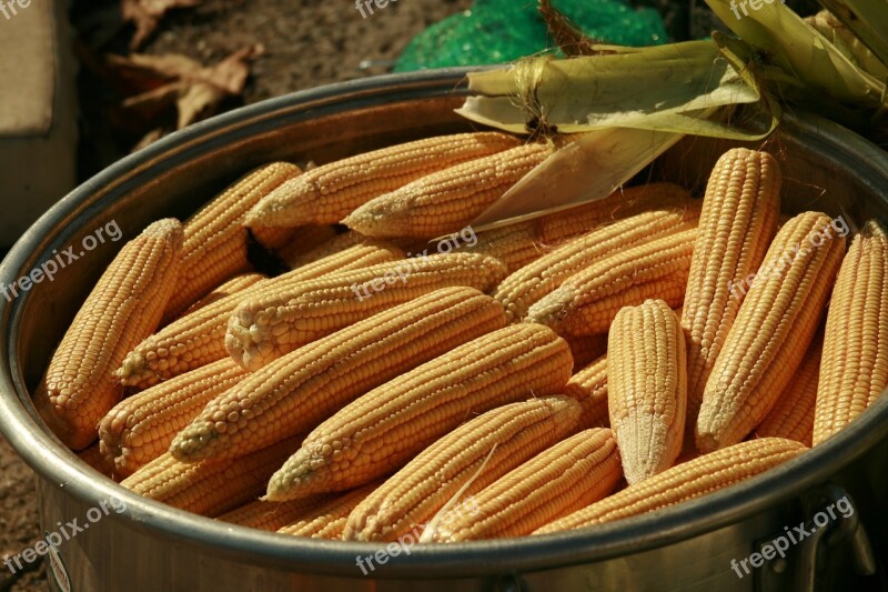 Maize Nature Food Free Photos