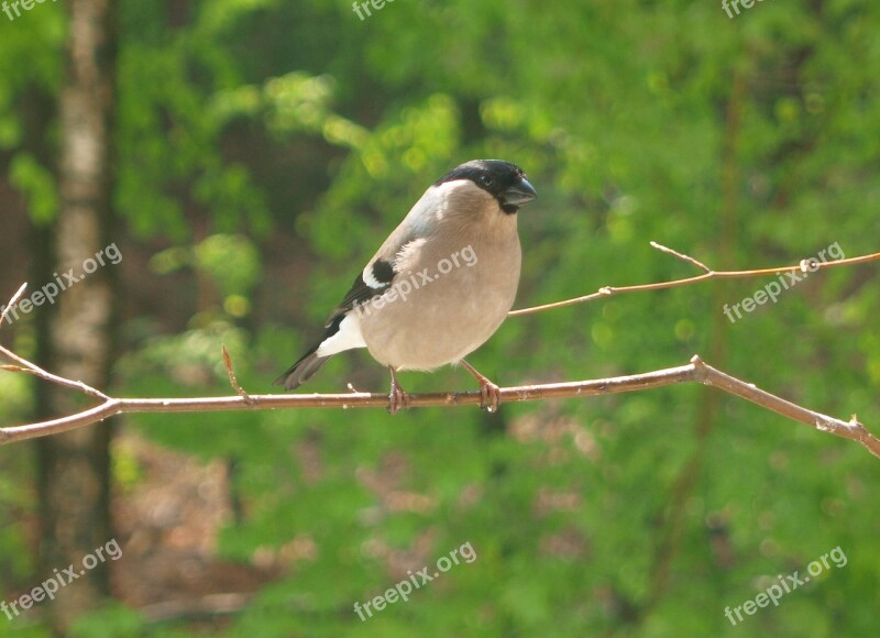 Gimpel Bird Bullfinch Pyrrhula Fink