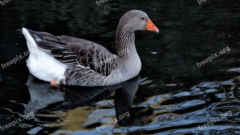 Goose Geese Poultry Bird Animal