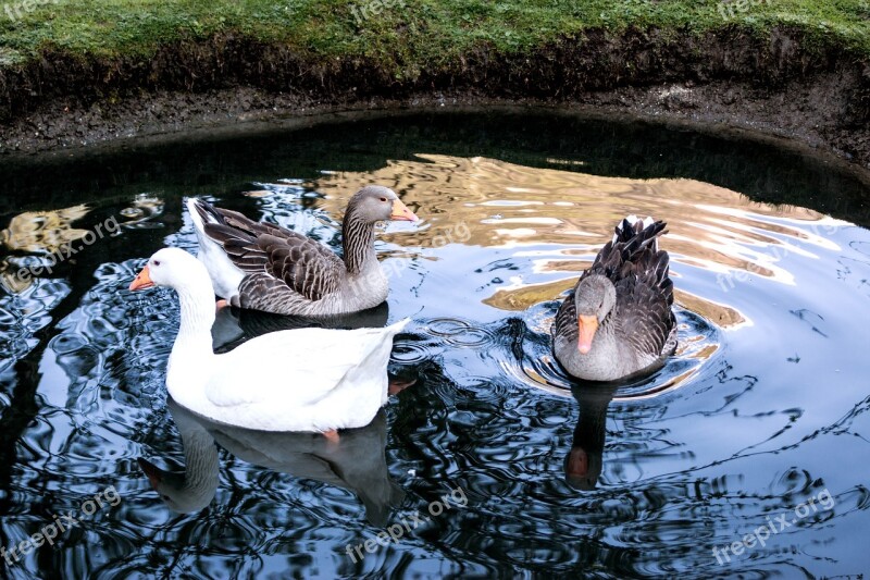 Goose Geese Poultry Bird Animal