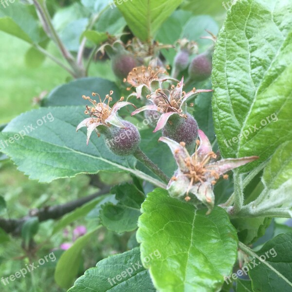 Apple Orchard Tree Apple Tree Fruit