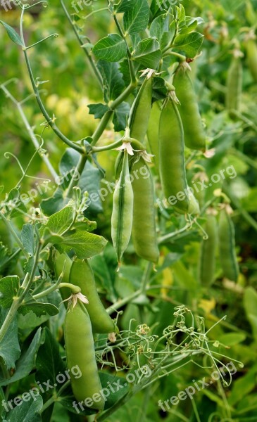 Peas Garden Pods Beds The Cultivation Of