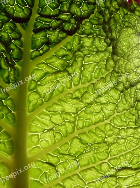 Cabbage Leaf The Backlight Vegetables Green