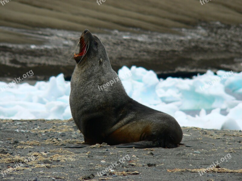 Antarctica Seal Male Free Photos