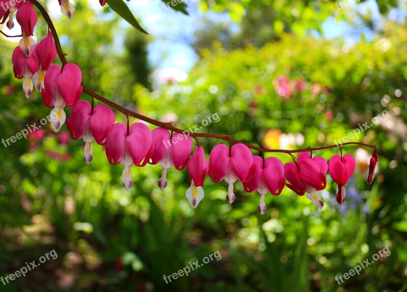 Flowers Green Heart Pink Nature