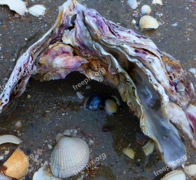 Seafood Wild Oysters Zeeland North Sea Free Photos