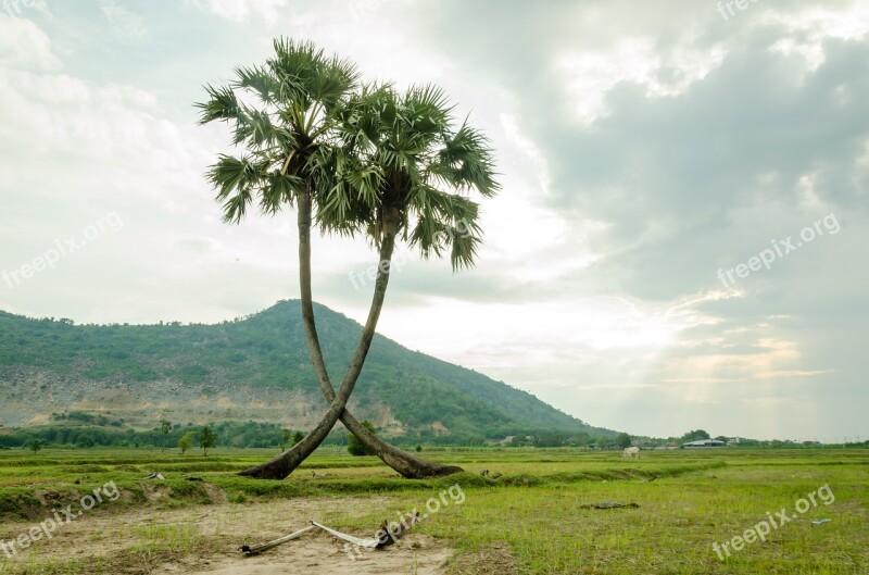 Tree Palm Trees Jaggery Tree Plant Natural