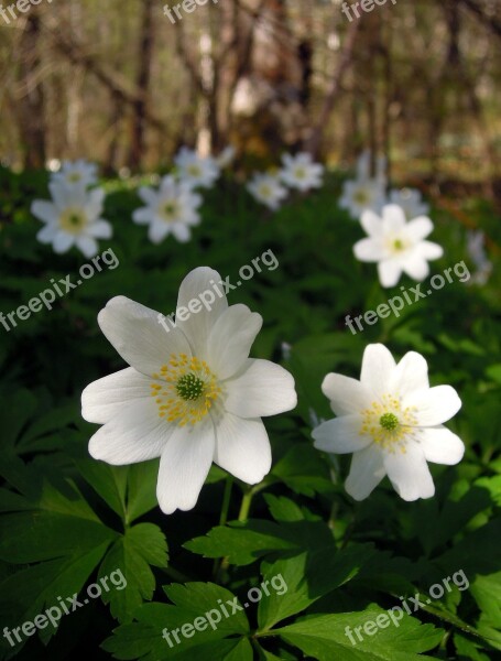 Anemone Ranunculaceae Flower White Flowers