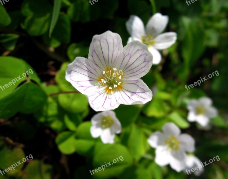 Oxalis Flower White Flowers Nature