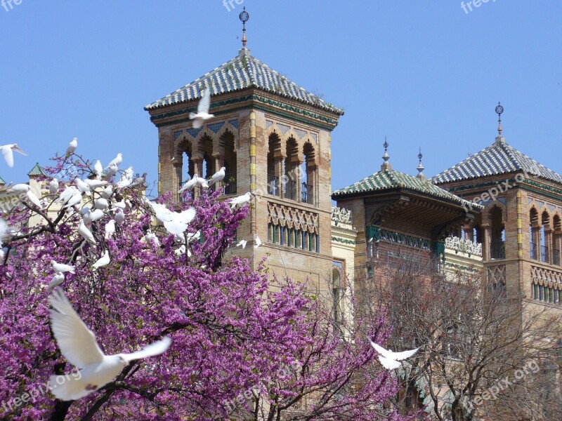 Doves Flight Seville Free Photos