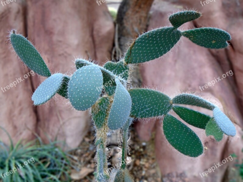 Cactus Desert Prickly Pear Cactus Mexican Prickly