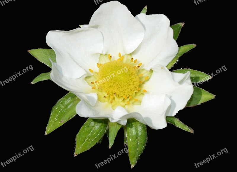 Strawberry Flower White Strawberry Plant Black Background Free Photos