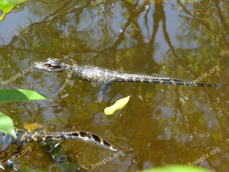 Everglades Gator Baby Swamp Free Photos