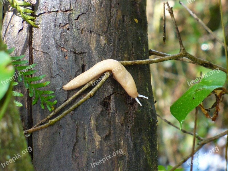 Slug Tree Forest Free Photos