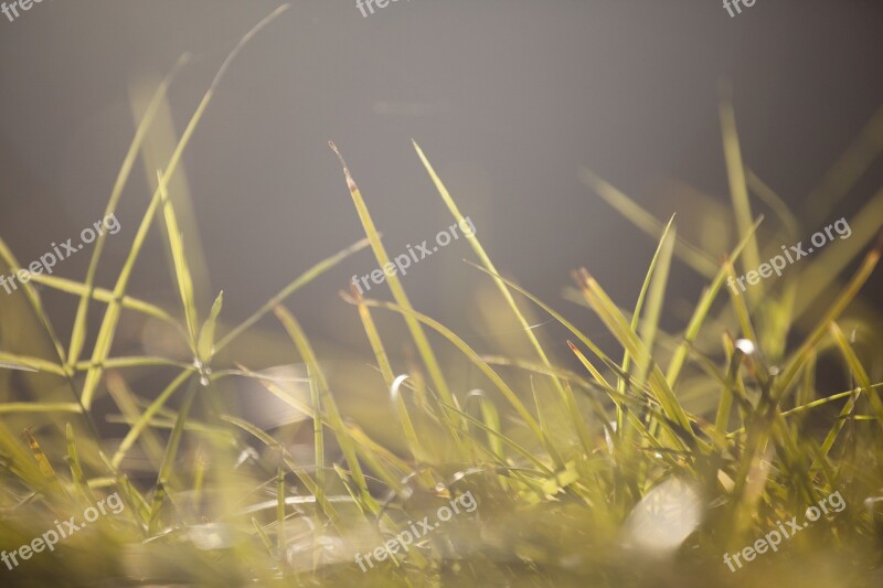 Grass Macro Texture Morning Freshness Growth