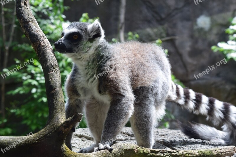 Animal Lemur Wild Wildlife Nature