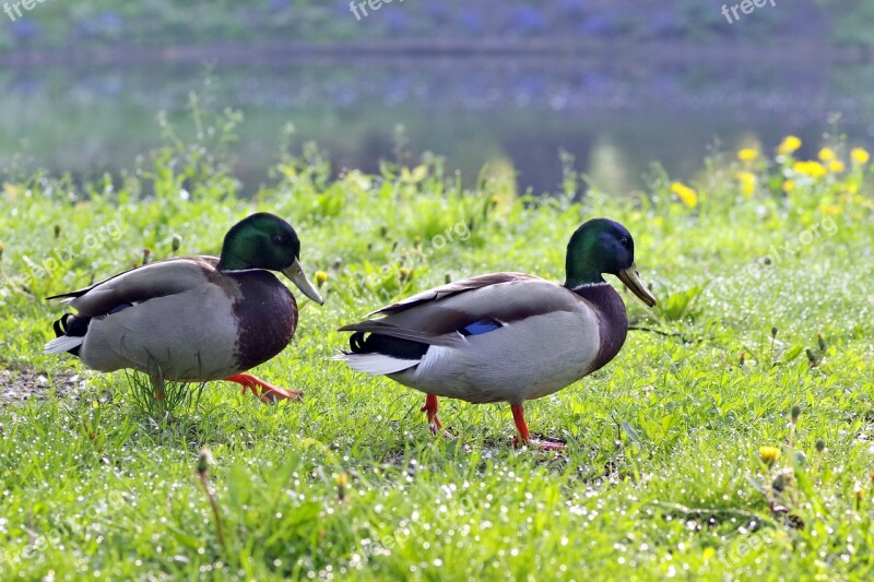 Ducks Wandering Crossword Birds Go