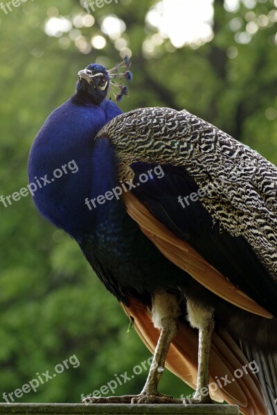 Peacock Bird Blue Proud Pen