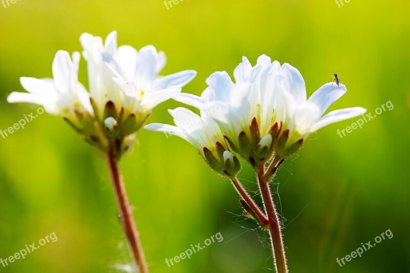 White Stone Herb Green Spring Garden