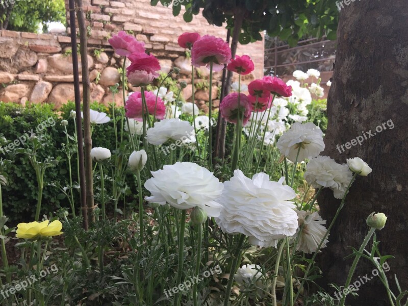 Flowers Alhambra Generalife Free Photos