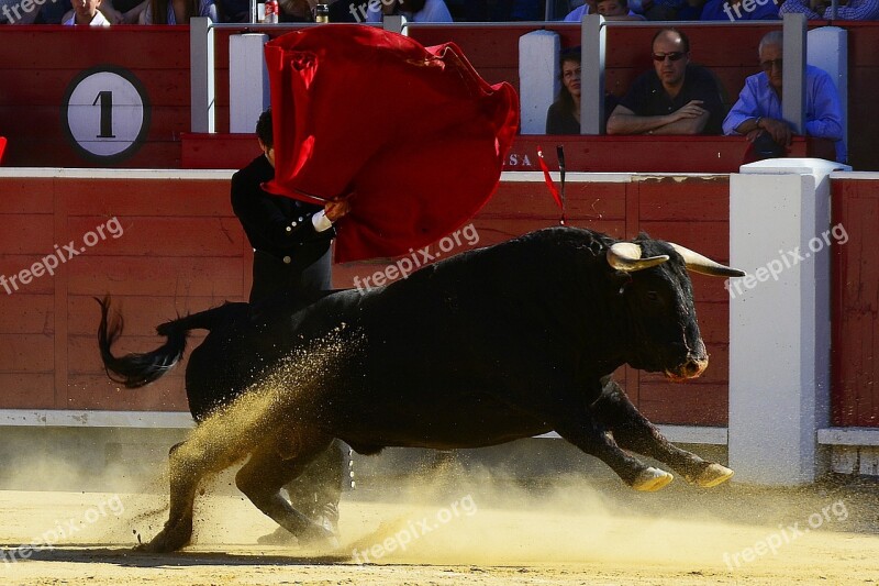 Bulls Torero Spain Albacete Matador