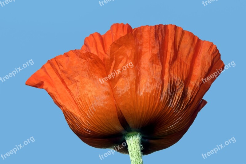 Poppy Blossom Bloom Red Poppy Red