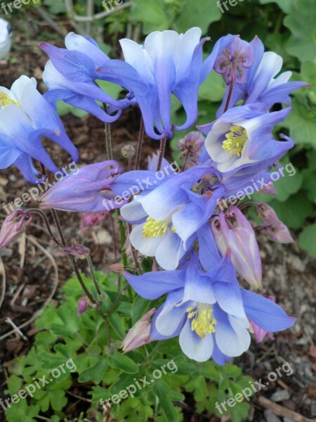 Columbine Plant Common Columbine Blossom Bloom