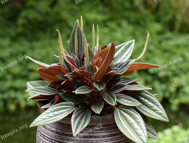 Peperomia Flower Peperomia Caperata Rosso Flower Blossom Bloom