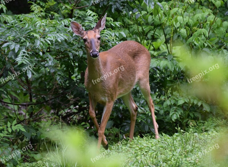 Surprised Deer Deer White-tailed Animal Wild