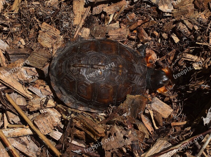 Ornate Box Turtle In Mulch Top-down Shell Pattern Eating Stinkhorn Fungi Turtle