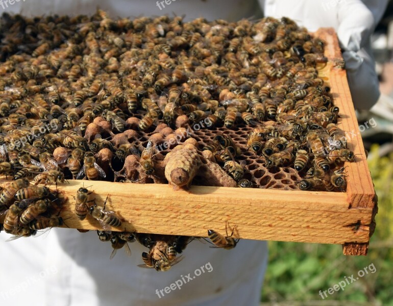 Queen Cell Capped Honeybee Free Photos