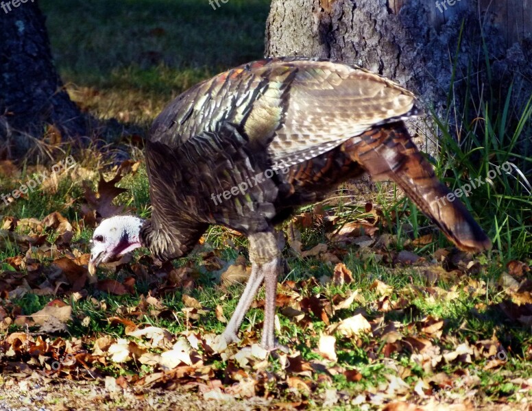 Turkey Wild Turkey Wild Bird Wildlife