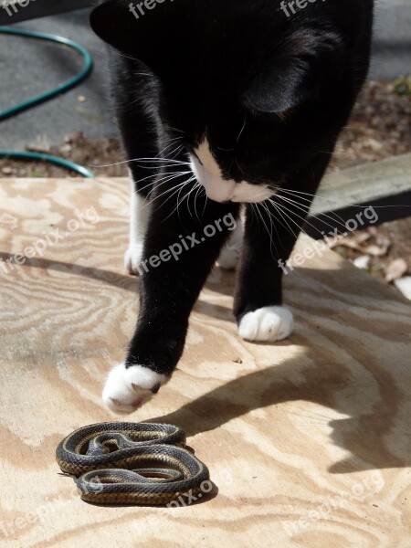 Cat Snake Felix Garter Snake Tuxedo Cat