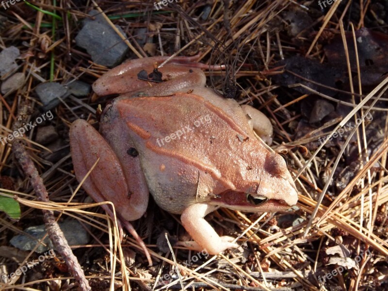 Wood Frog Pink Amphibian Frogs Wildlife