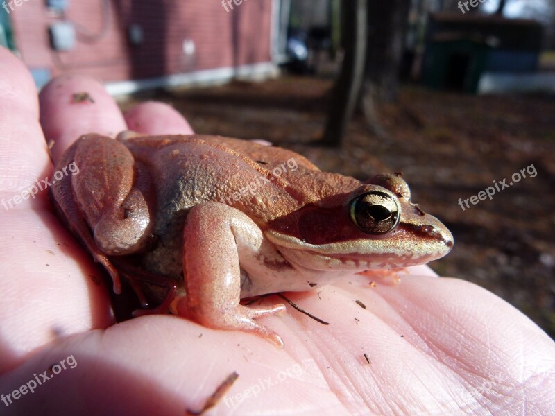 Wood Frog Pink Amphibian Frogs Wildlife