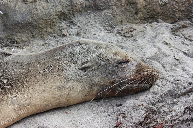 Sea Wolf Seal Aquatic Mammals Wild Life Animals