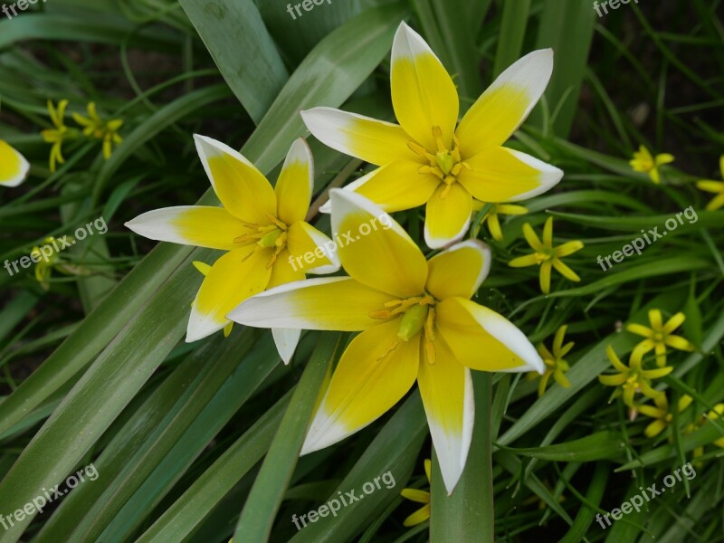 Crocuses Spring A Yellow Flower Closeup Living Nature