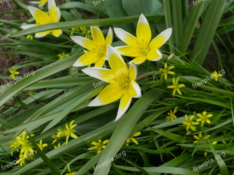 Crocuses Spring A Yellow Flower Closeup Living Nature