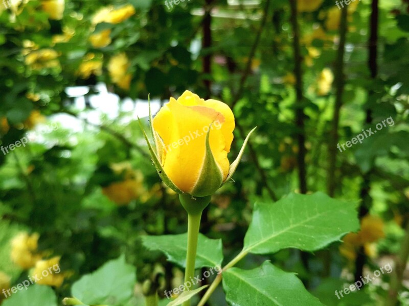 Rose Yellow Roses Rose Buds Free Photos