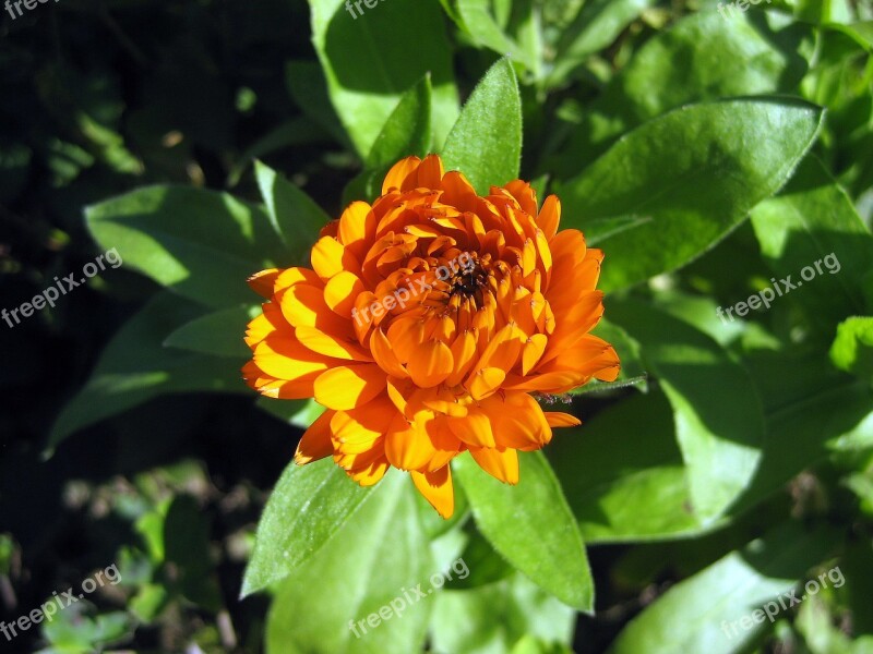 Zinie Blossom Bloom Orange Flower