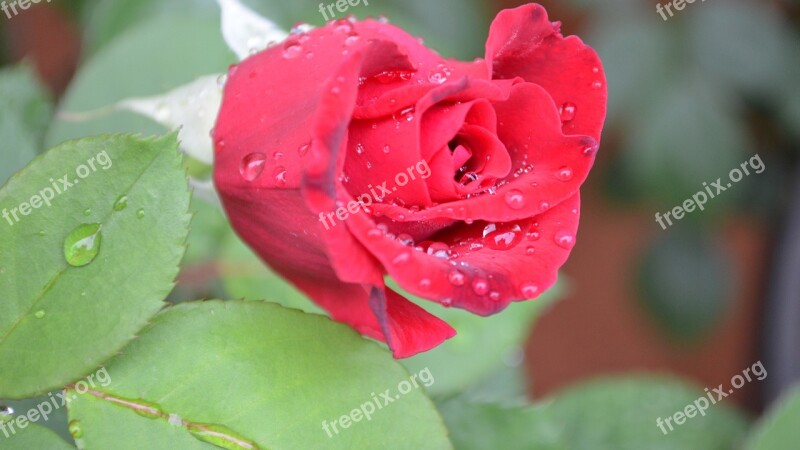 All-american Beauty Rose Rose Red Rose Flower Nature