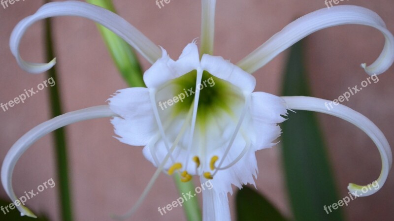 Peruvian Daffodil Bulb Plant Perrenial Bloom