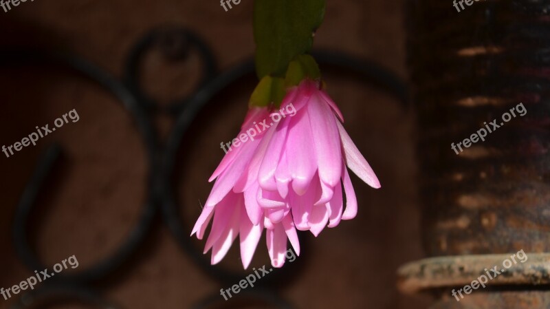 Epi-cactus Blooming Flowering Cactus Epi Epiphyllum