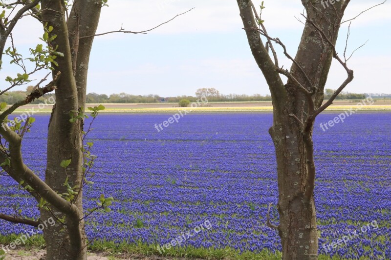 Grape Hyacinth Blue Field Of Flowers Muscari Spring