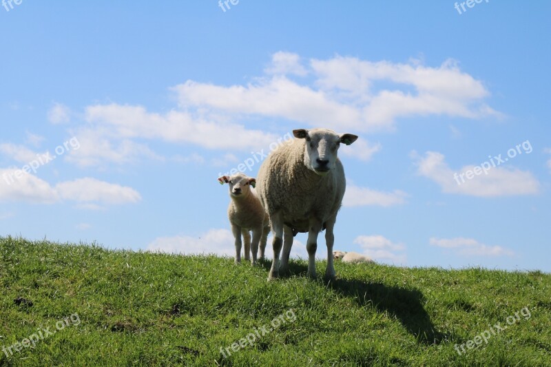 Sheep And Lambs Dike Sheep Dike Sheep Lamb