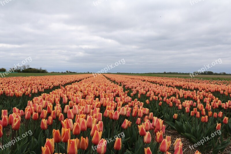 Tulips Colorful Flowers Spring Nature