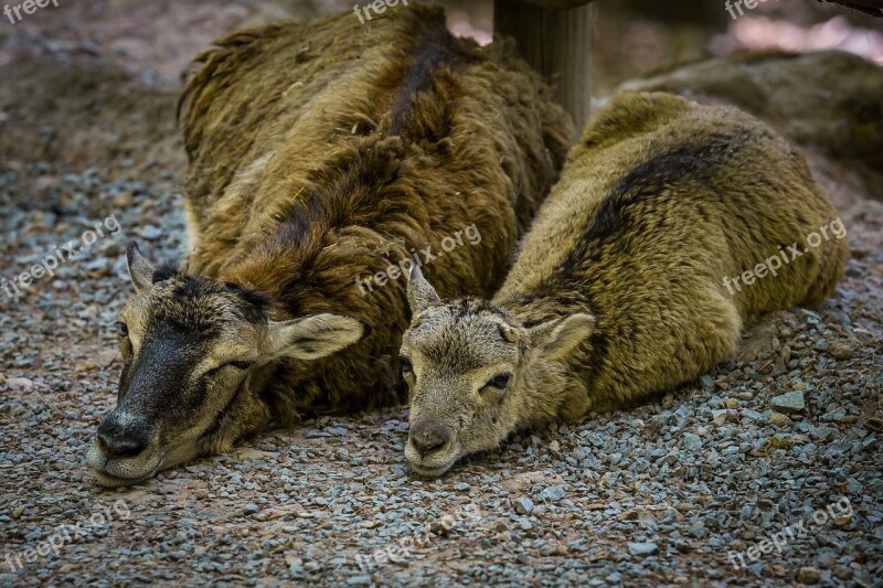 Mouflon Wild Sheep Young Animal Sheep Sleep