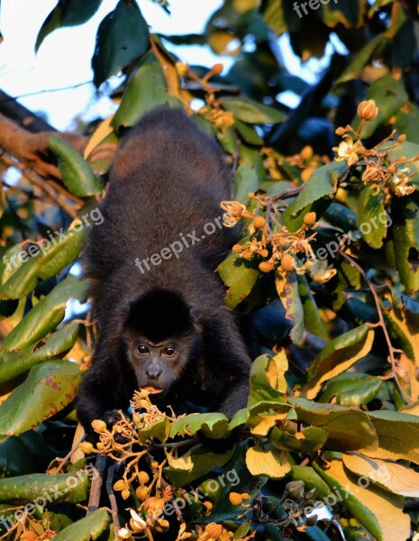 Howler Monkey Monkey Nature Wildlife Howler