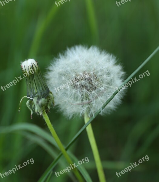 Dandelion Weeds Plant Wild Seed Position